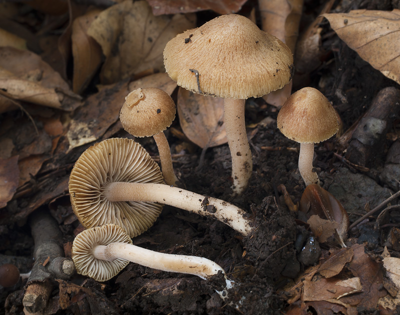 Inocybe hirtella